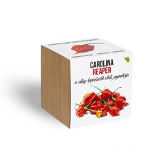   Carolina reaper chili paprika növényem fa kaspóban, Carolina reaper chili paprika növényem fa kockában